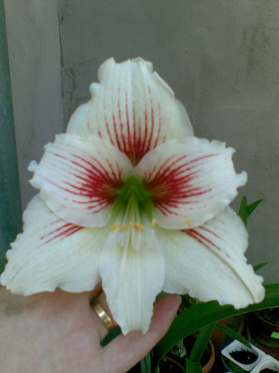 17052011(021) - amaryllis 2011