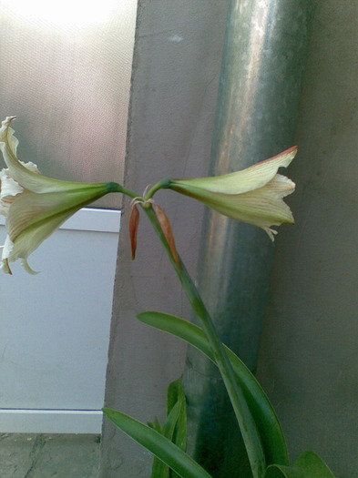 17052011(004) - amaryllis 2011