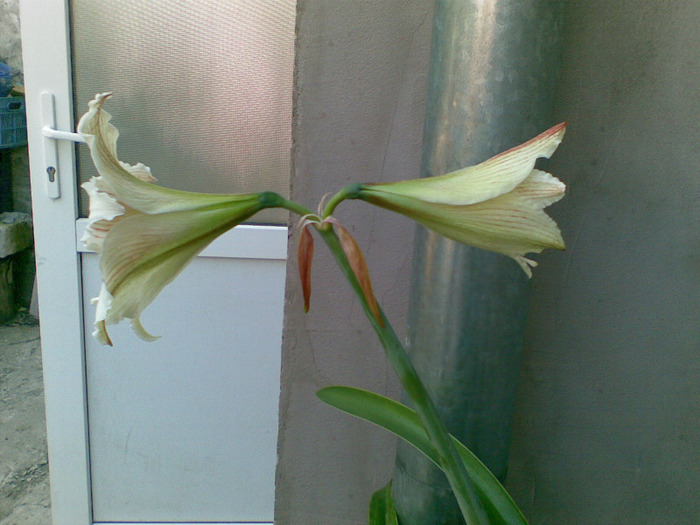 17052011(003) - amaryllis 2011