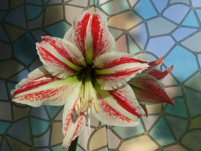 DSC02106 - Amaryllis