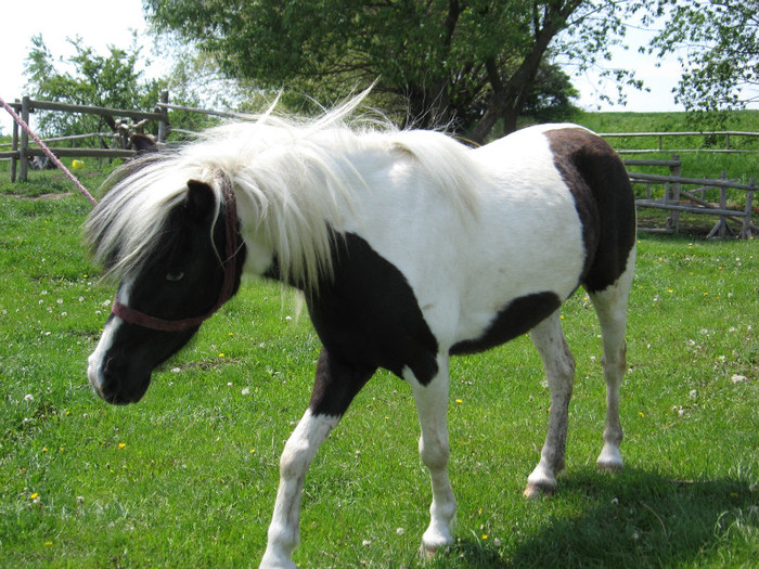 IMG_1064 - VANZARI PONEI