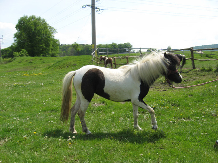 IMG_1065 - VANZARI PONEI