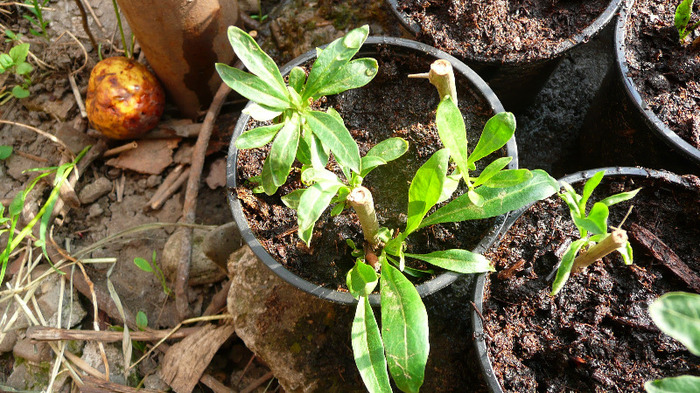 P1220685 - Lycium Barbarum - butasi 2011