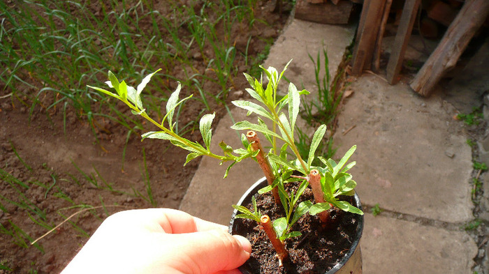 P1220692 - Lycium Barbarum - butasi 2011