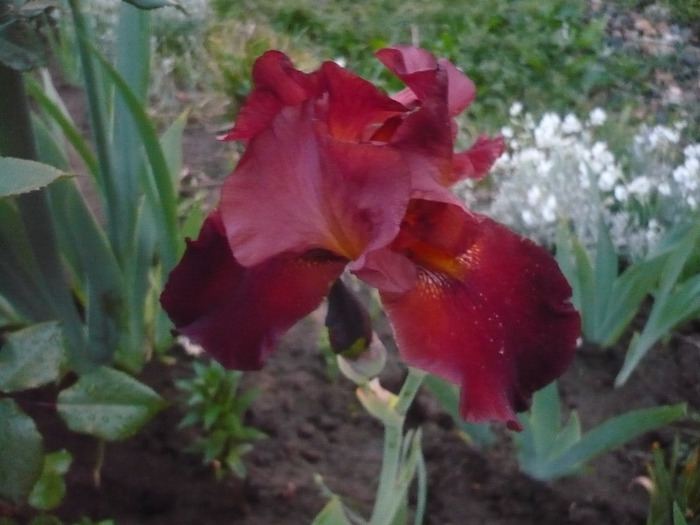 093 - irisi 2011