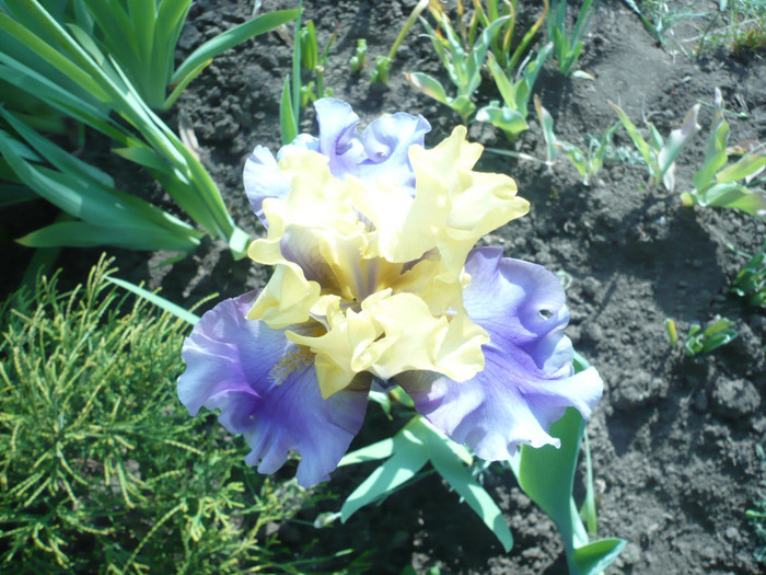 062