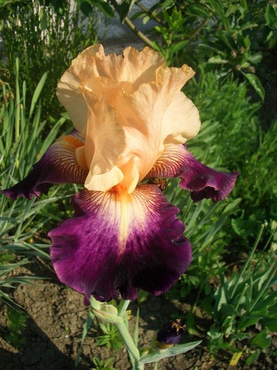 CIMG3545 - gradina 2011