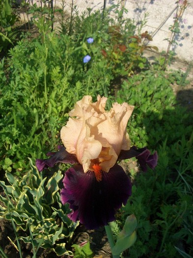 OCELOT - gradina 2011