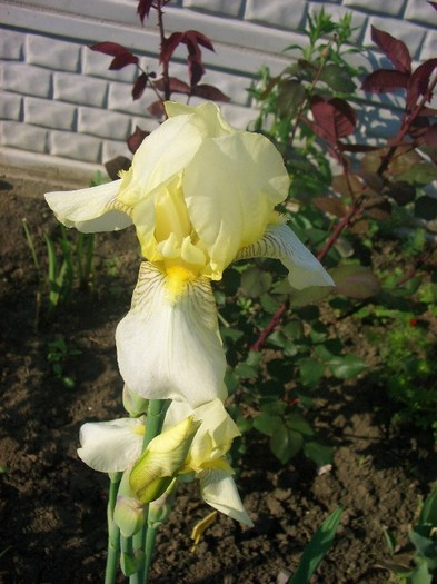 CIMG3550 - gradina 2011