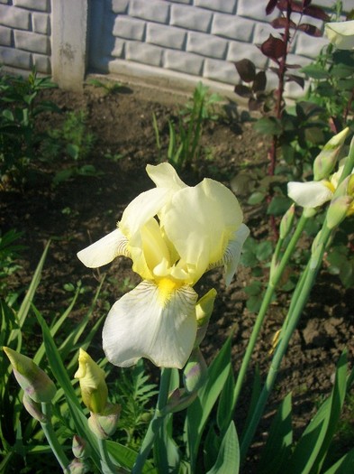 iris lime - gradina 2011