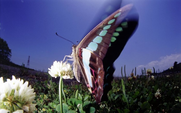 Butterflies_ (40) - poze fluturasi