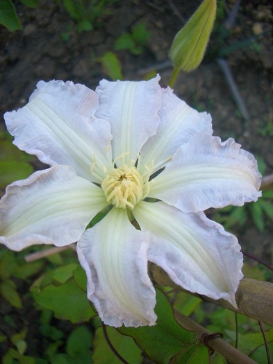 CIMG3553 - clematite 2011