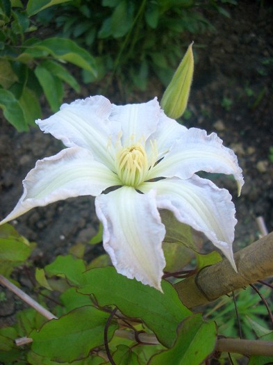 CIMG3554 - clematite 2011