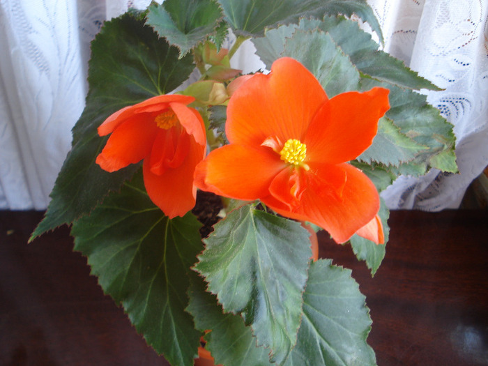 Picture 381 - begonii 2011