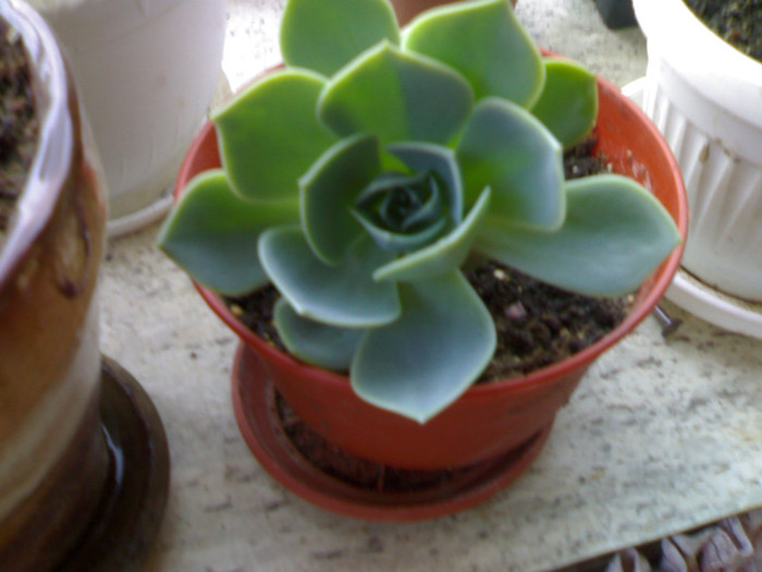 aeonium - cactusi si suculente