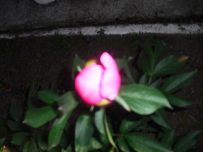 CIMG0966 - flori din gradina mea