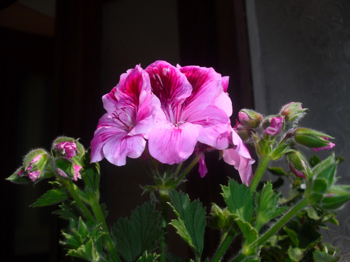 CIMG0970 - flori din gradina mea