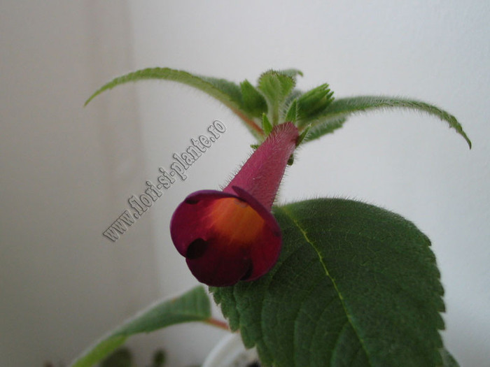 Achimenes Red Giant 2 - ACHIMENES I