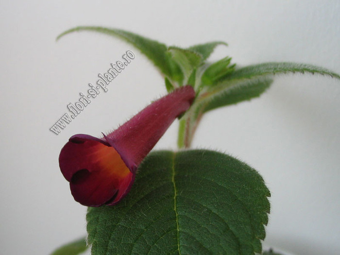 Achimenes Red Giant 3 - ACHIMENES I