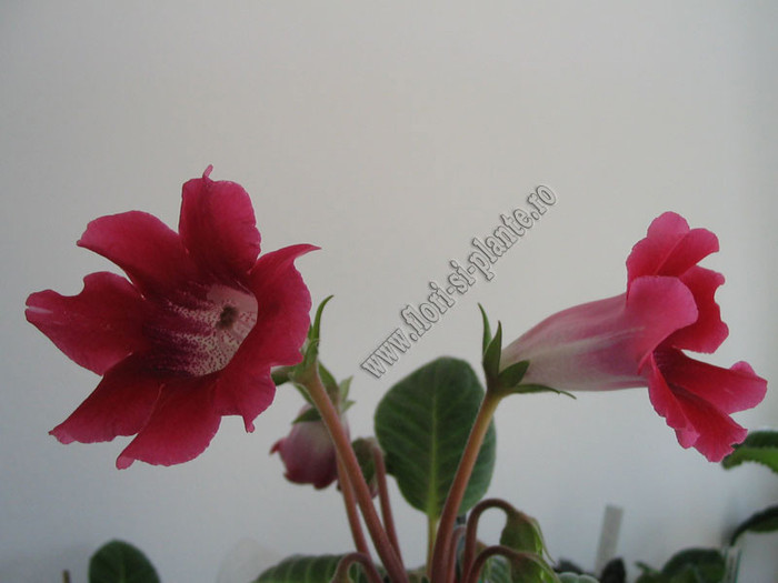 Slipper red 6 - GLOXINIA _ SINNINGIA