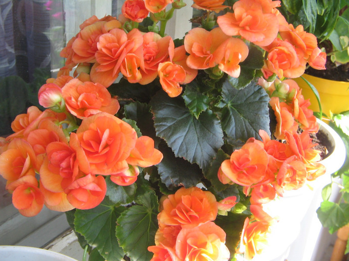 IMG_3969 - begonia