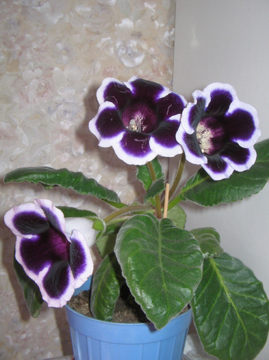 IMG_3995 - Gloxinia 2011-2012-2013