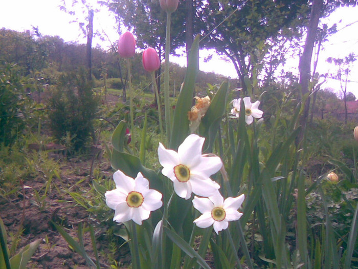 06052011(063) - gradina primavara 2011