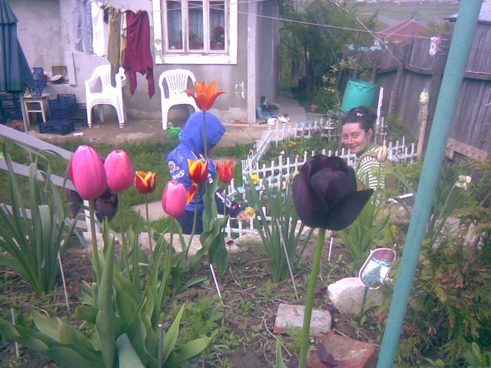 08052011(021) - gradina primavara 2011