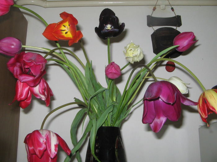 IMG_3611 - Flori in vaza