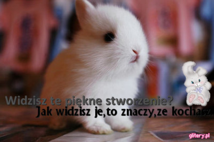 little bunny - 0 Buna