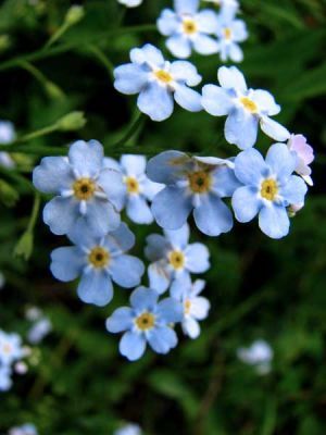 albastrea - Dictionar de simboluri florale-Semnificatia florilor