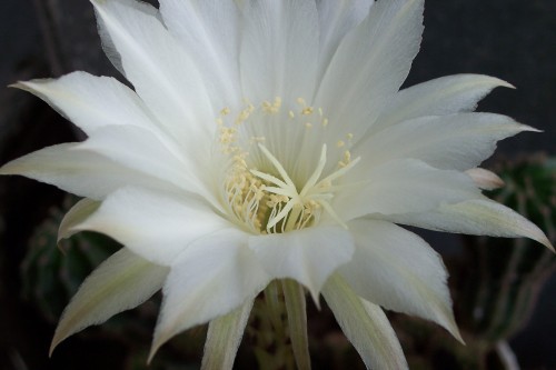 floare de cactus - Dictionar de simboluri florale-Semnificatia florilor