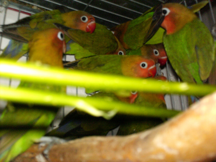 HPIM3448 - Agapornis-Pui-13