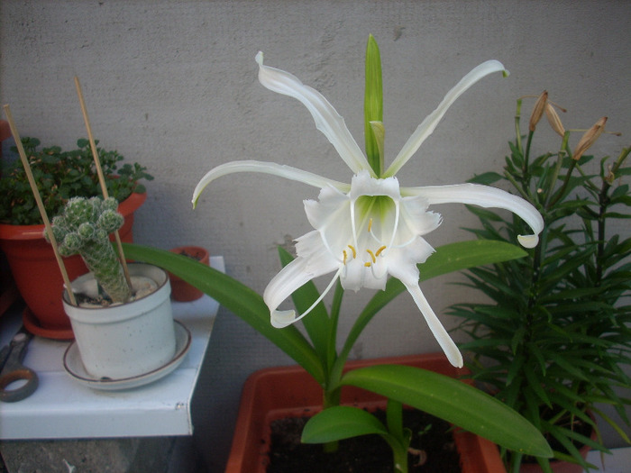 Hymenocallis Festalis -crin peruvian; Crin peruvian
