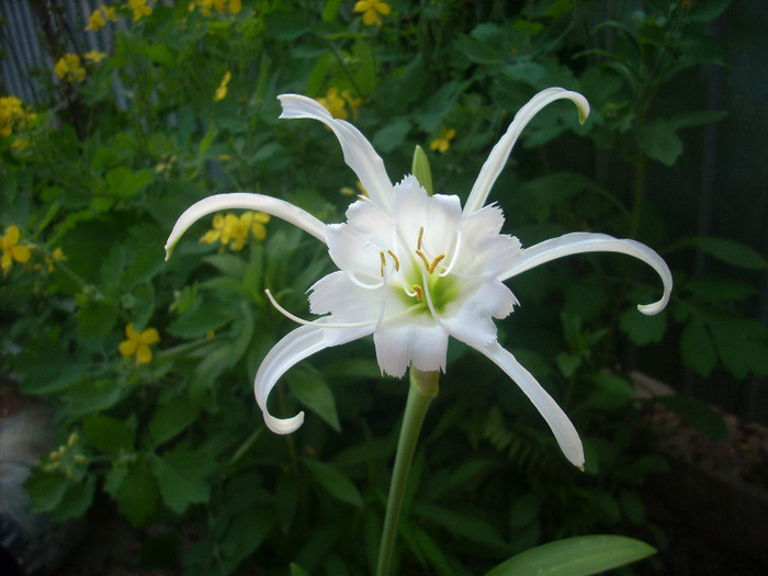 Hymenocallis Festalis - Amaryllis si crini