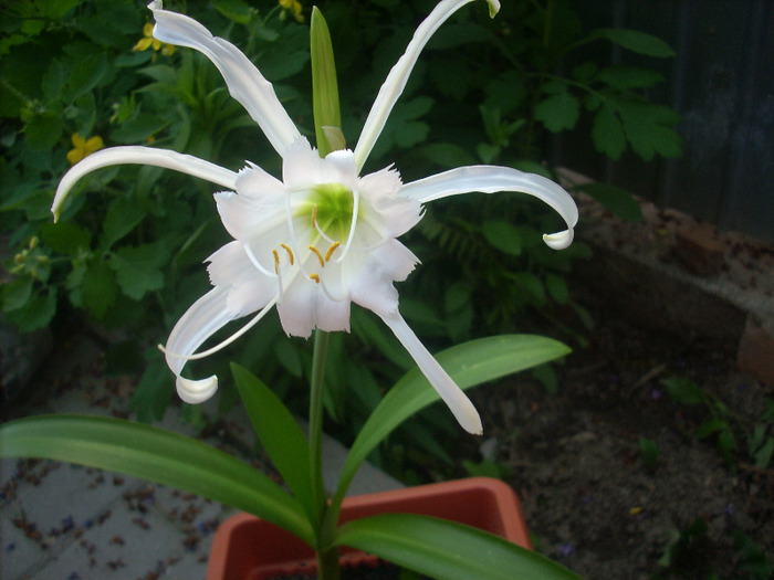 Hymenocallis Festalis