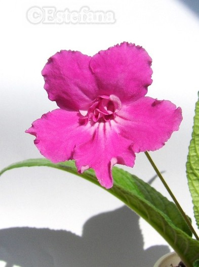 Rosebud - Streptocarpusi colectie