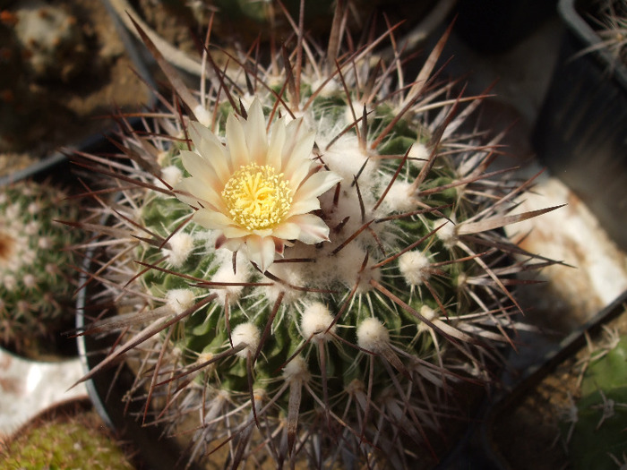 Echinofossulocactus