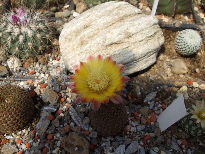 Reicheocactus pseudoreicheicheanus