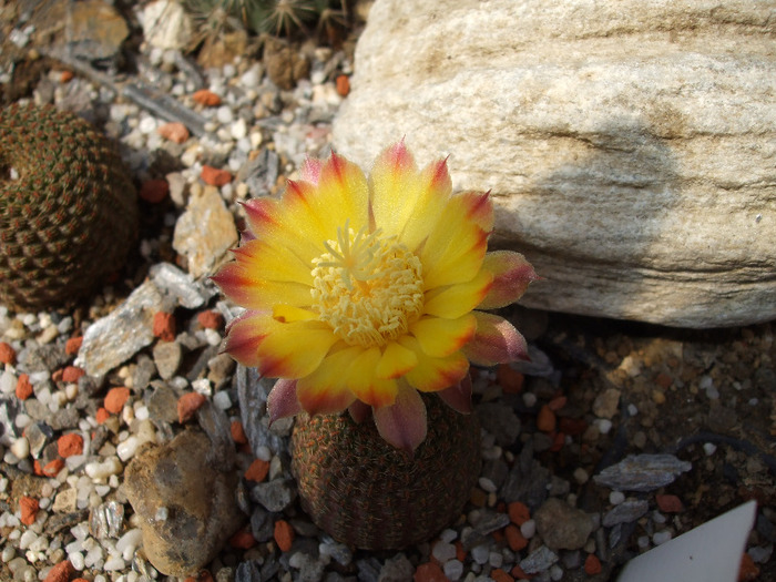 Reicheocactus pseudoreicheicheanus