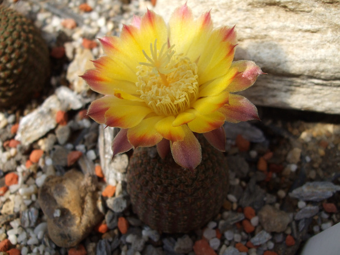 Reicheocactus pseudoreicheicheanus