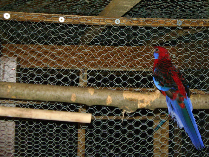 Picture 733 - Rosella- Penant-Matca-1