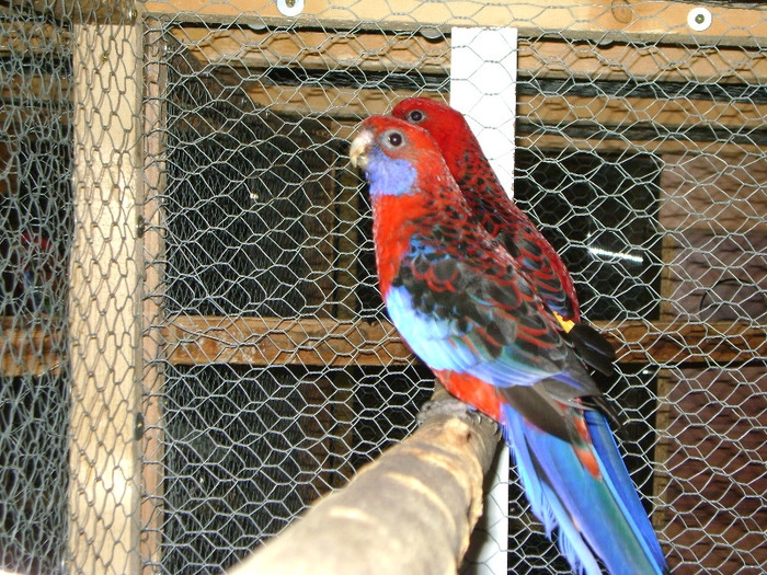 Picture 740 - Rosella- Penant-Matca-1