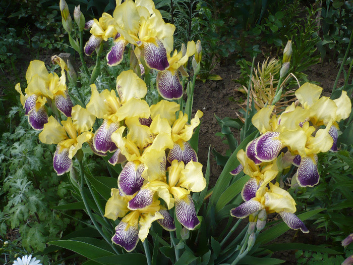 020 - irisi 2011
