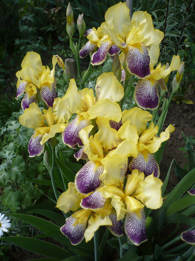 021 - irisi 2011