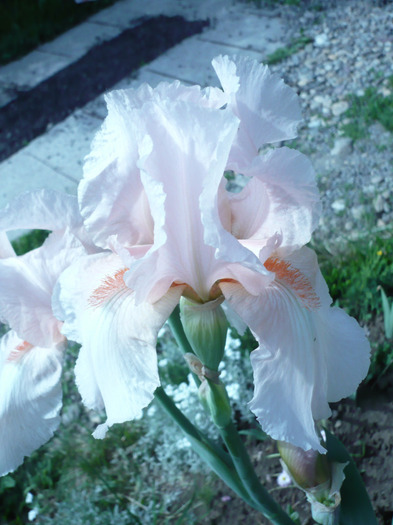 019 - irisi 2011
