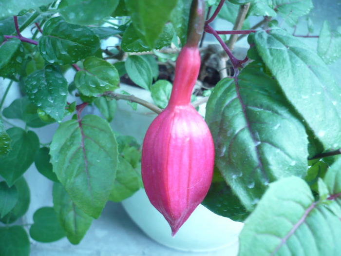 038 - muscate si alte plante de balcon