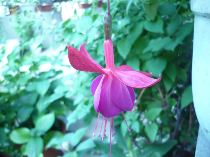 039 - muscate si alte plante de balcon