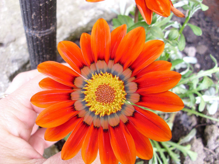 GAZANIA