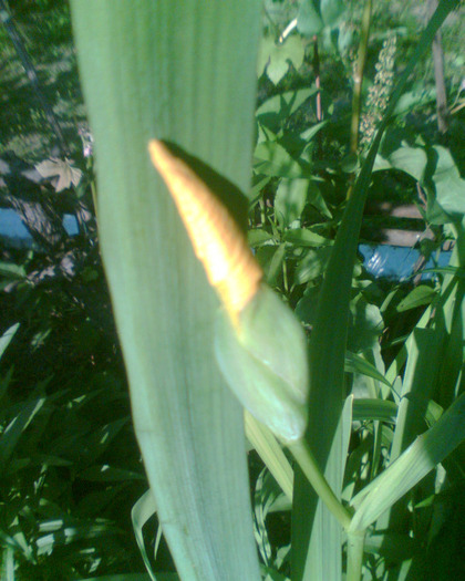 Picture 157 - Irisi